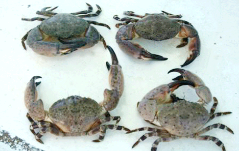 Stone Crab Size Chart